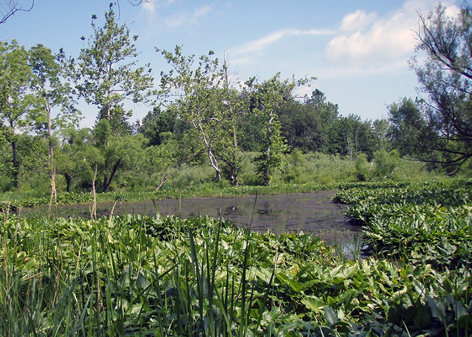 A pool of water surrounded by wetland plants, shrubs, and trees.