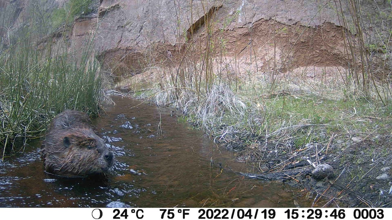 A beaver in a shallow stream