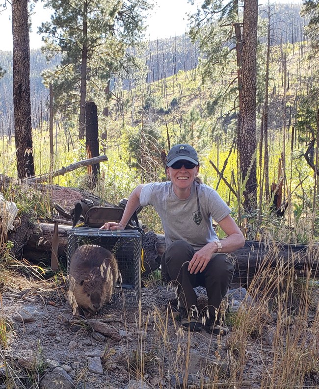 A scientist releases a beaver from a cage