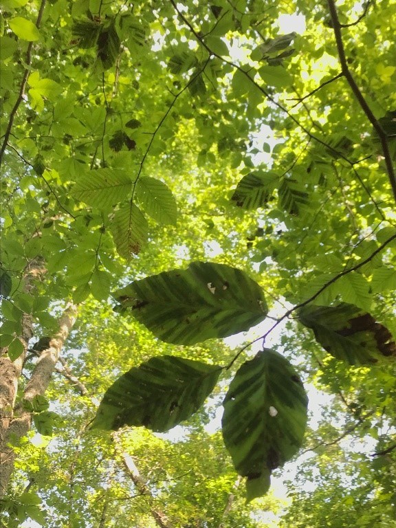 Beech leaf disease Dark horizontal stripes along a beech leaf, showing signs of beech leaf disease