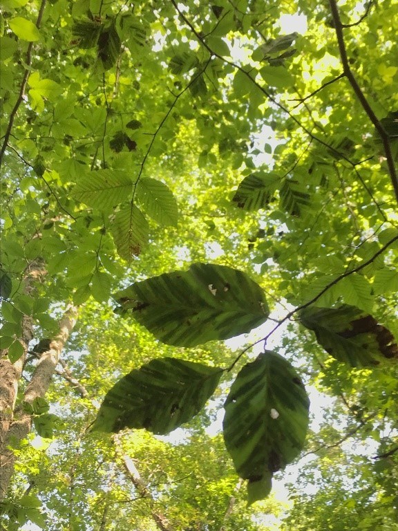 Dark horizontal stripes along a beech leaf, showing signs of beech leaf disease