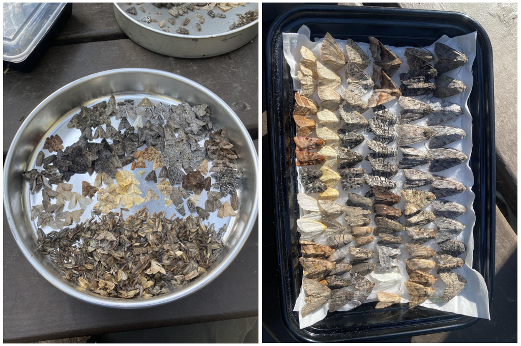 Left side of image: sorted moths in circular metal bowl, right image: moths laid out in layers on paper towels