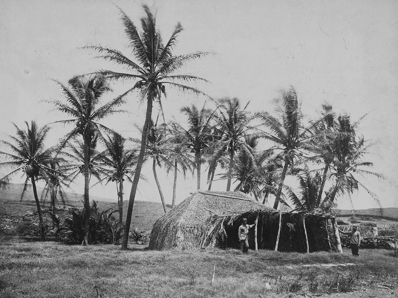 Photograph of grass huts with palm roof, surrounded by palm trees