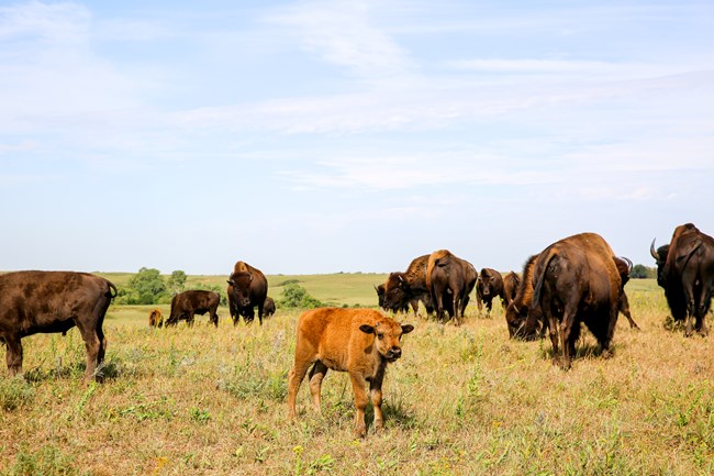 A bison calf stands in a open field surrounded by adult bison.