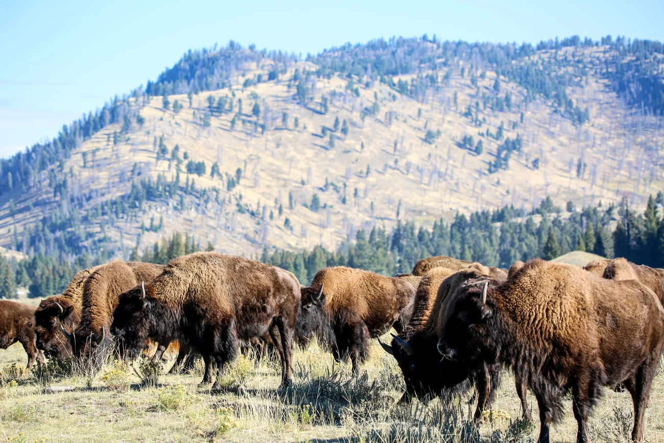 Bison Herd A herd of bison graze on grass in an open field with mountains in the back.