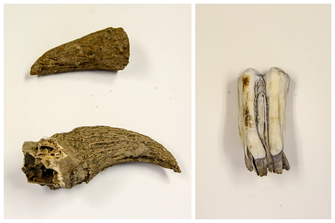Bison Horn and Teeth Samples Dirt-covered bison horns and a tooth lay on a white table.