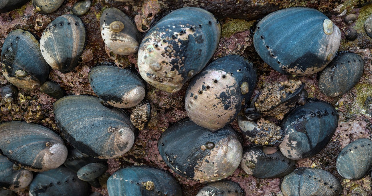 Section of rock covered mostly by sea snails of many different sizes with blue-black and pearlescent shells.