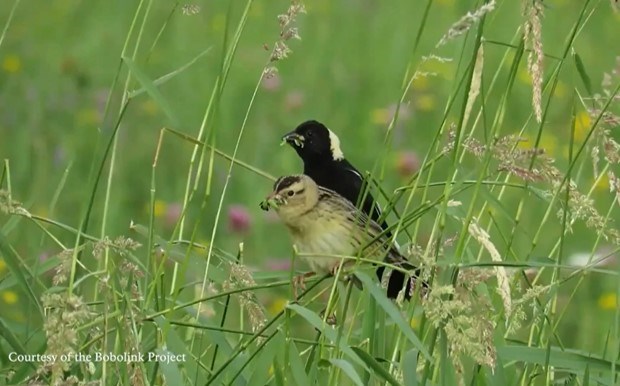 bobolink habitat