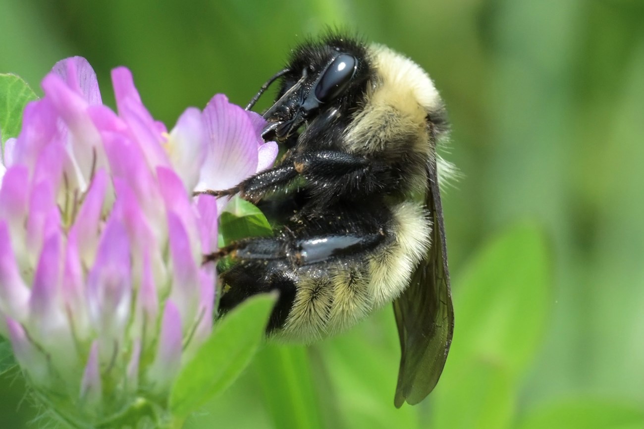 Close-up of a fuzzy black and yellow bumble bee with smooth dark wings feeding on a purple flower.