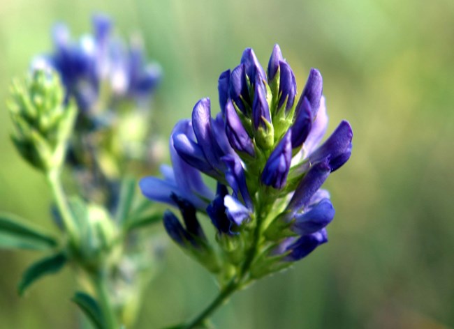 Breadroot Scurf-Pea Close up of purple flower