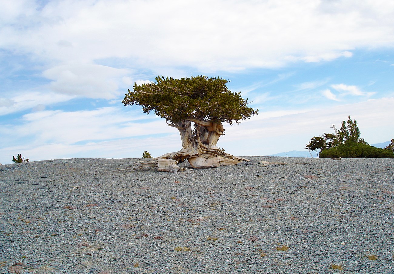 Bristlecone pine at Great Basin National Park A short tree sits on a gray plain with blue skies and distant mountains in the background