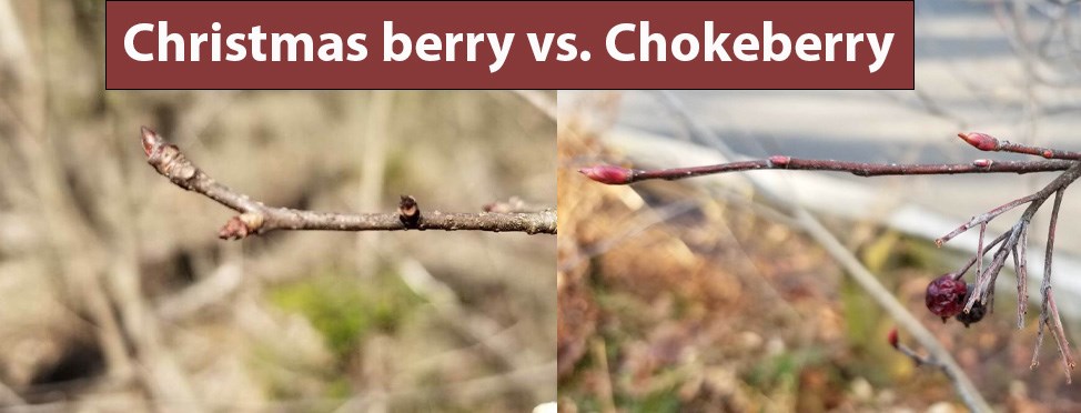 Side by side comparison of buds on twigs of Christmas berry on left and Chokeberry on right.