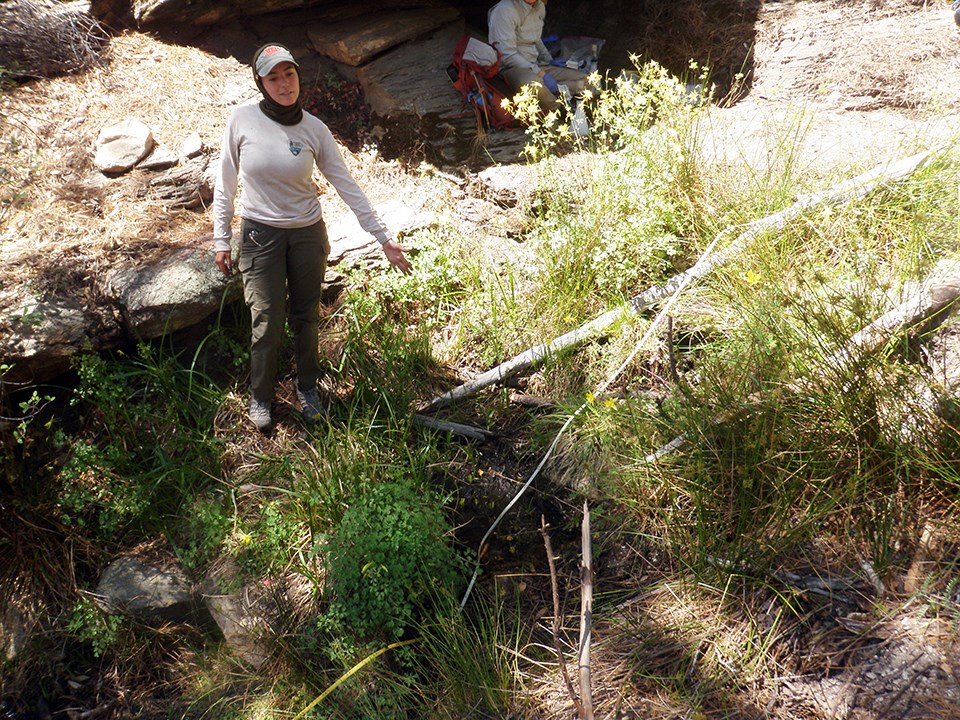 Bulrush Spring A person pointing at a small pool ringed with grasses and sedges in a canyon and a measuring tape laid over the pool..