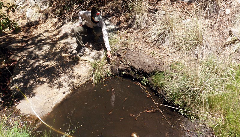 In the shadows of trees, a person is pointing at one side of a small, muddy pool in a desert drainage.