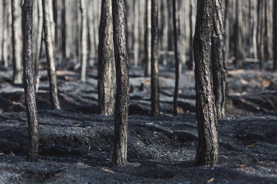 forest trees after a fire