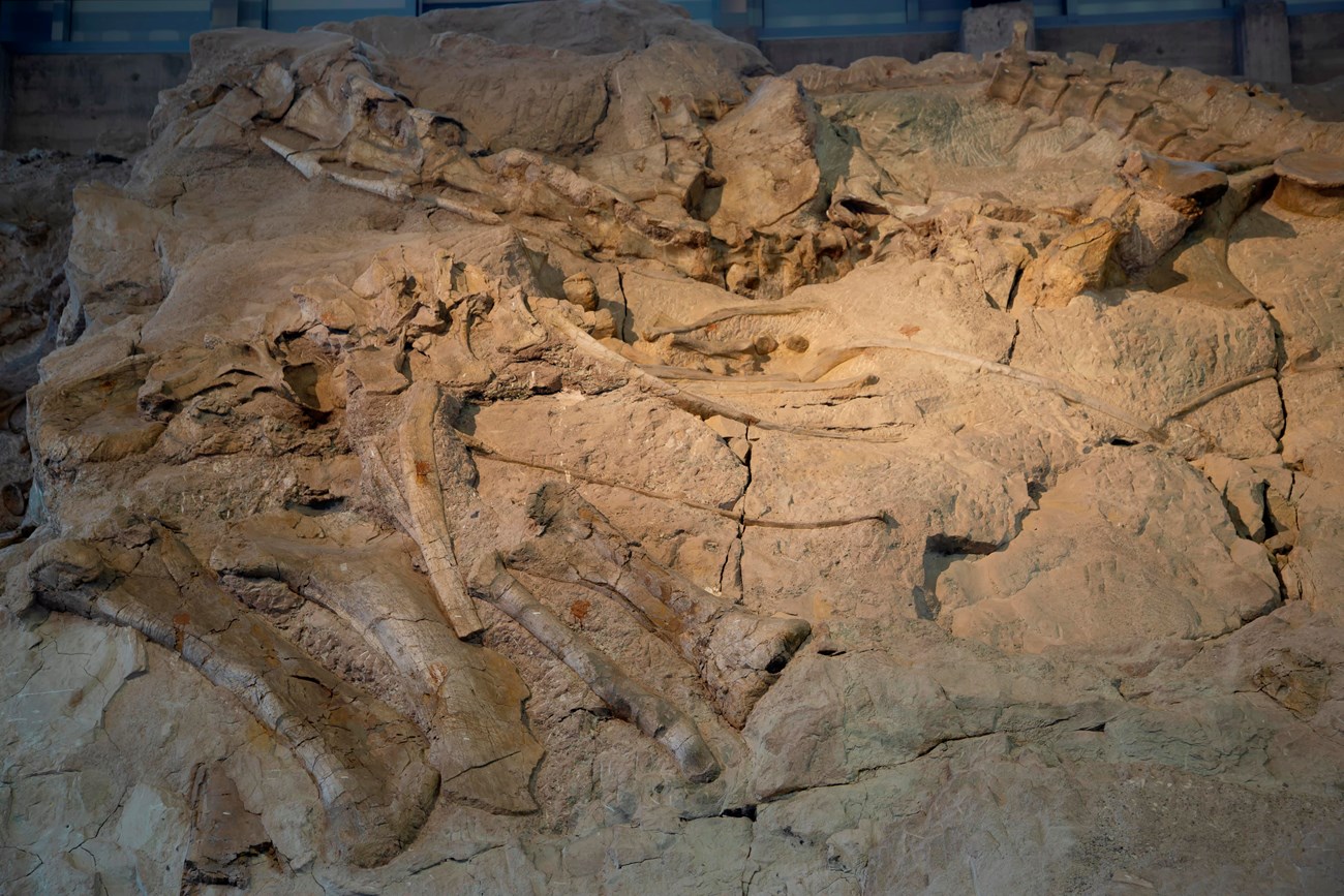 Photo of dinosaur bones in a fossil quarry wall.