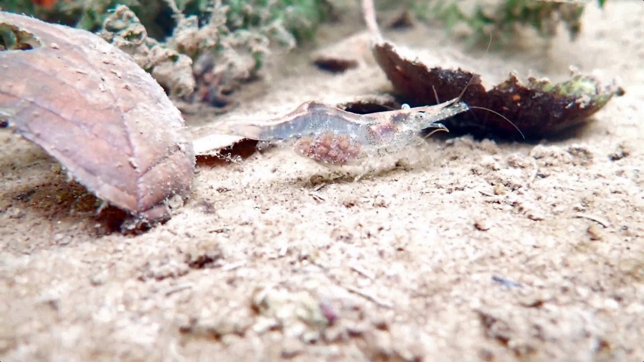 Ghost Shrimp and Other Small Fry