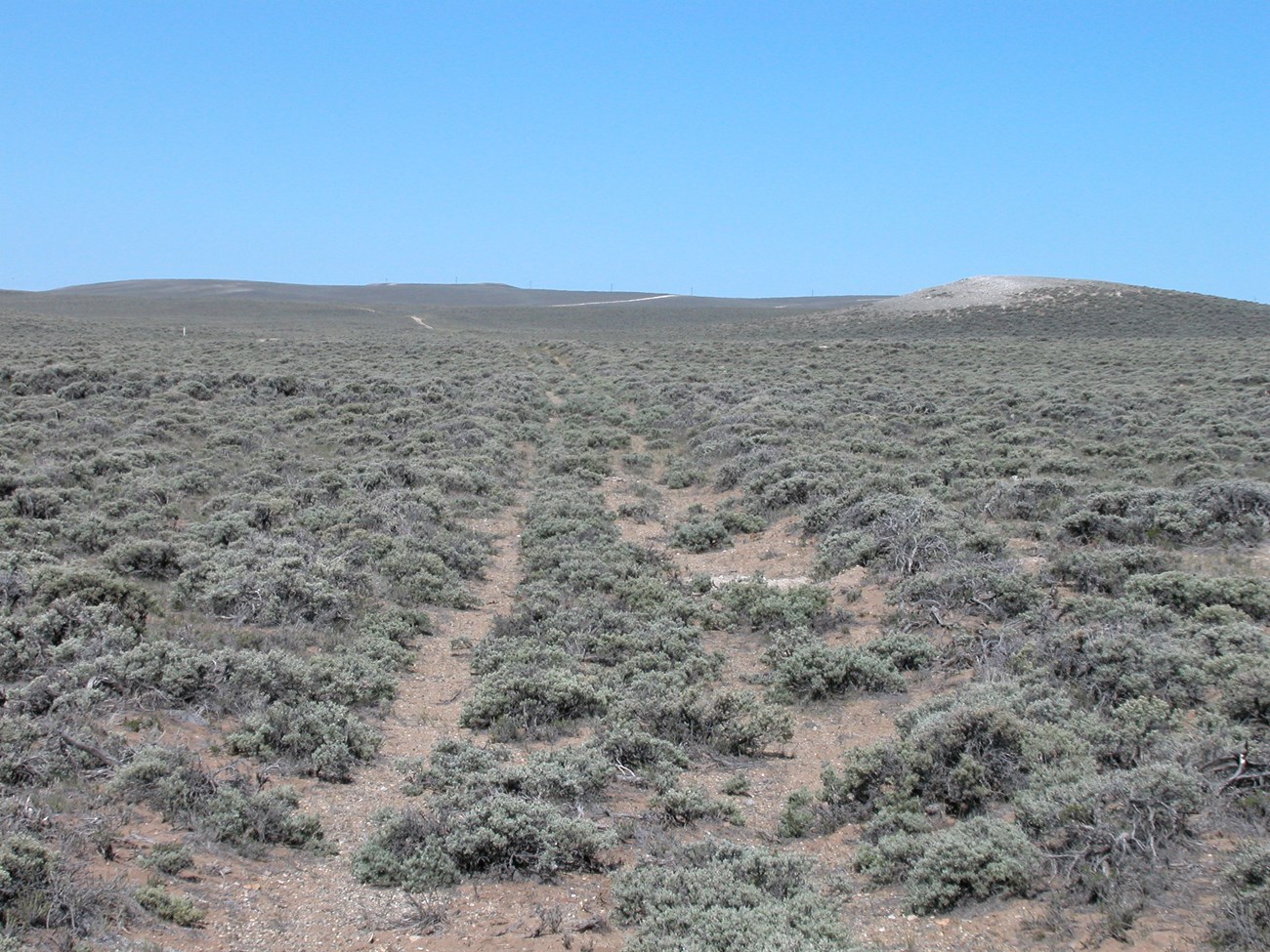 Two wagon tracks run through a high desert dotted with shrubs.