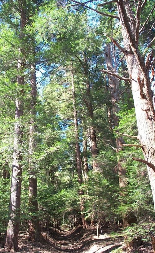 CAPA trail through the park_resize Dirt path leading through tall trees
