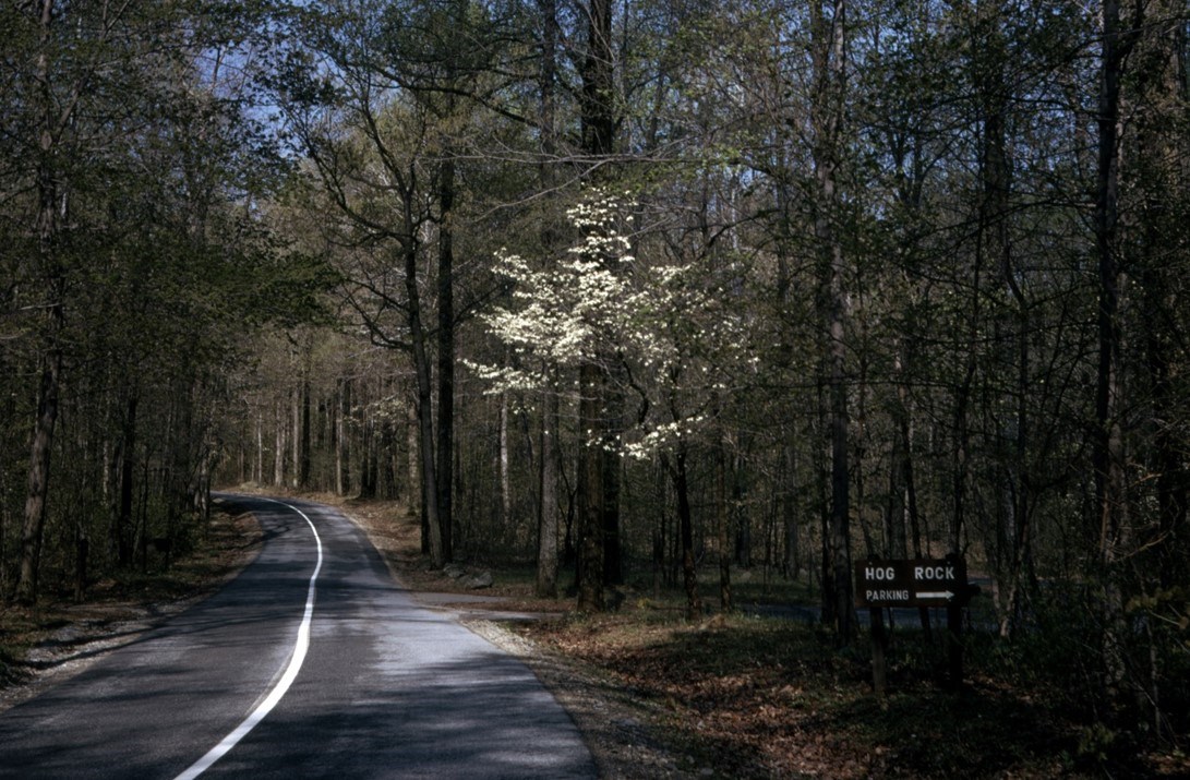 A view of Park Central Road in early spring near the Hog Rock parking area. A sign on the right reads “Hog Rock Parking” with a right facing arrow.