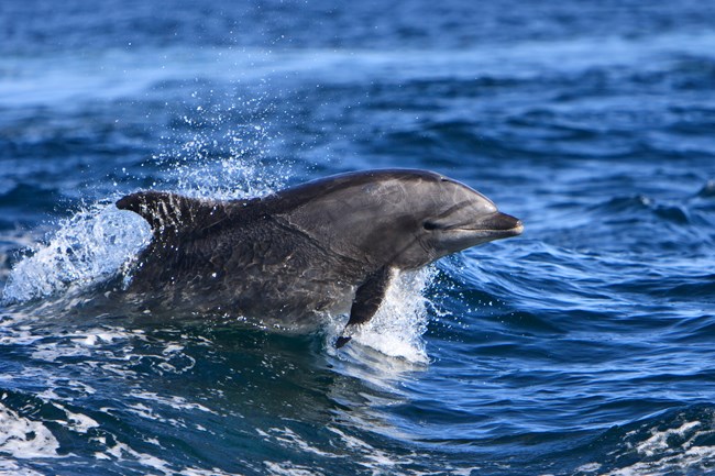 Cheeky grey dolphin jumps out of blue surf, glancing back at photographer