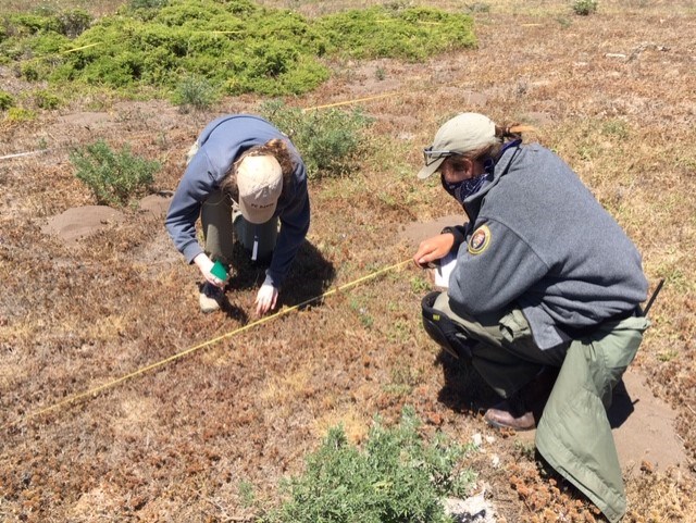 Two people hunched over among transect tapes, counting Sonoma spineflower plants.