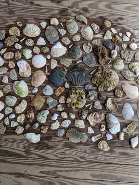 COLO Picture12 Photo of a large collection of shells laied out on a board.