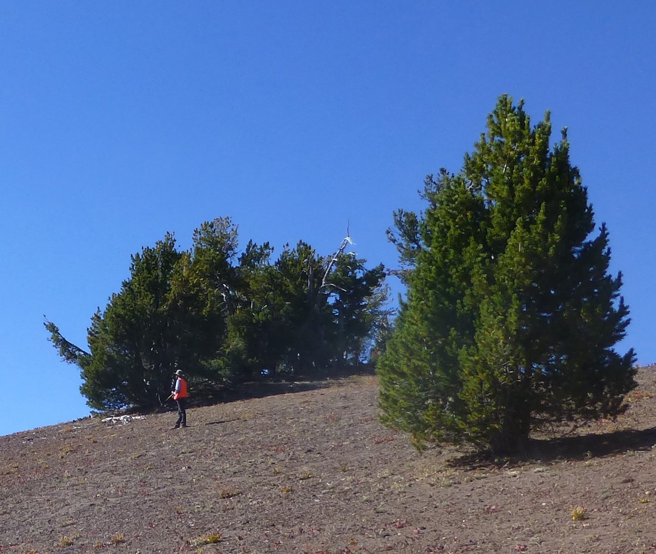 Two stout whitebark pine trees on a barren mountain slope.