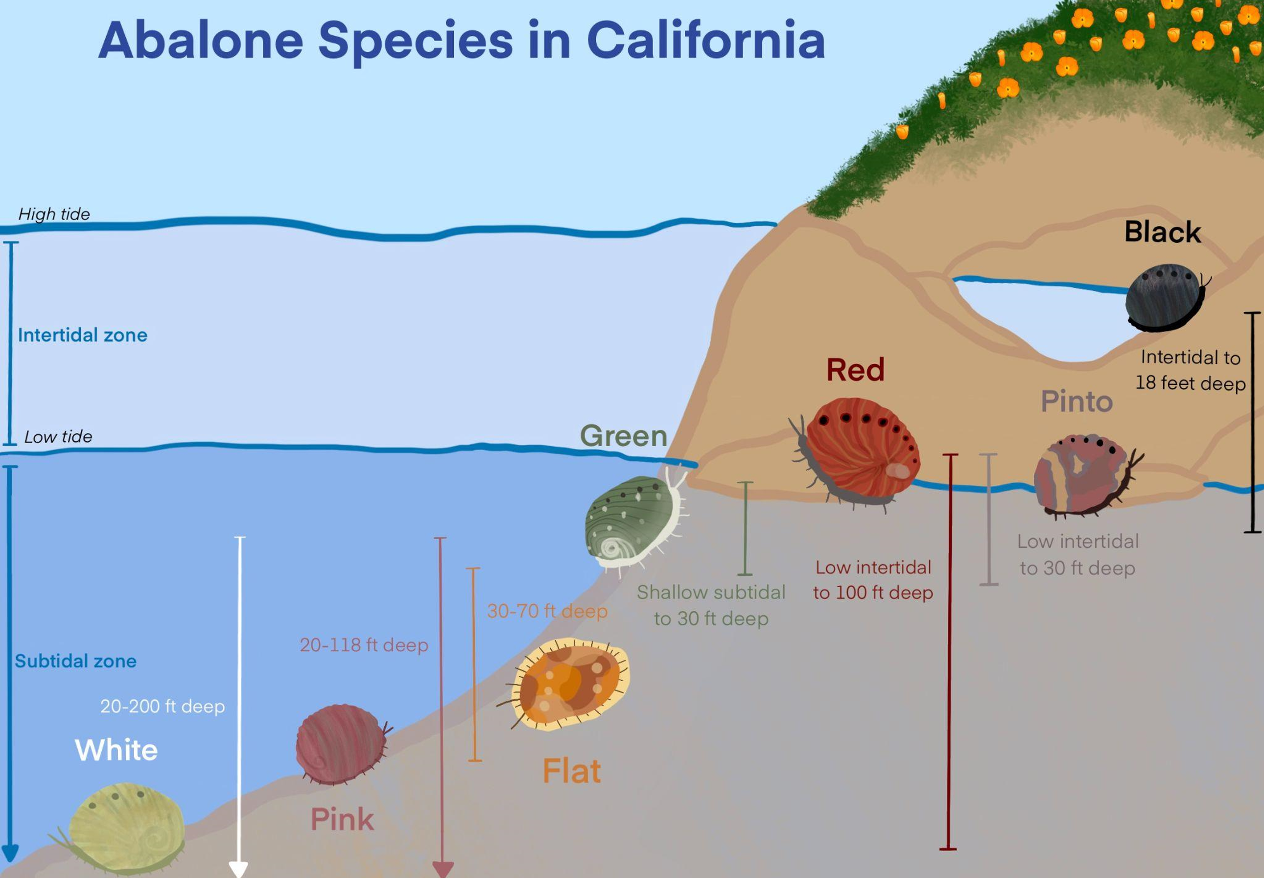 Why Black Abalone?”: The Duality of Black Abalone in California (U.S.  National Park Service)