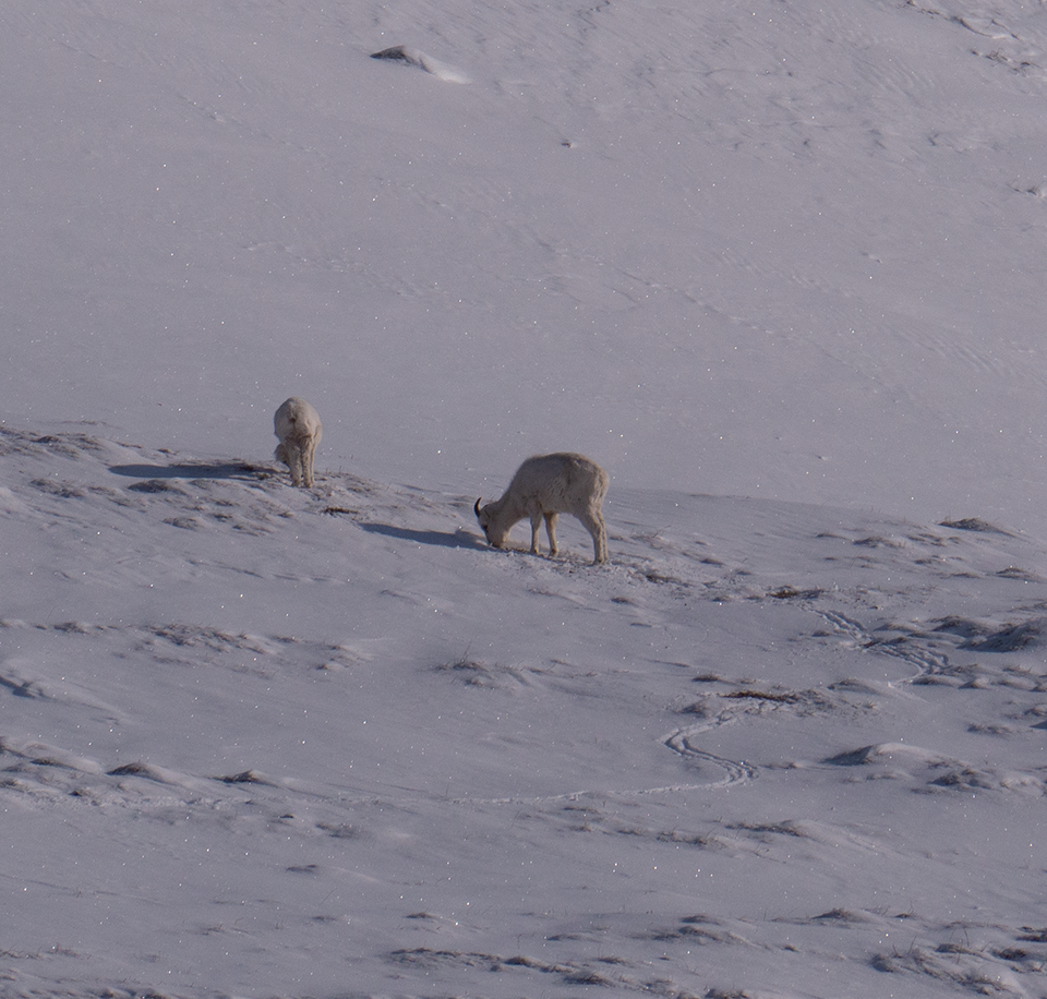 An image of Dall's Sheep searching for forage on a now covered hillside.