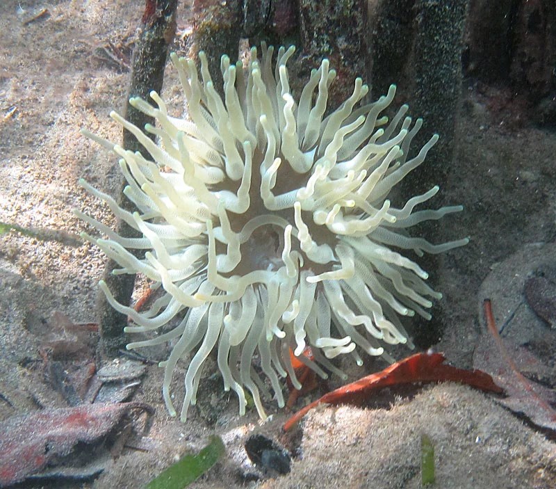 Sea Anemone Underwater photo of a translucent white sea anemone, with long appendages emerging from a central body.