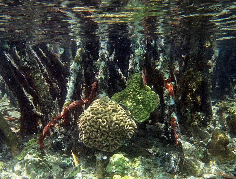 What is a Coral? (U.S. National Park Service)