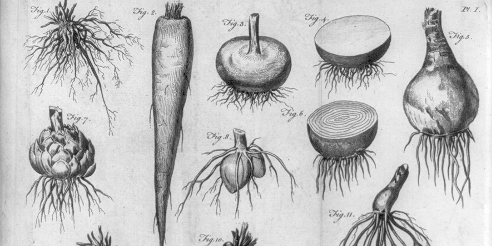 Sketch of various root vegetalbes including an onion, carrot, and turnip.