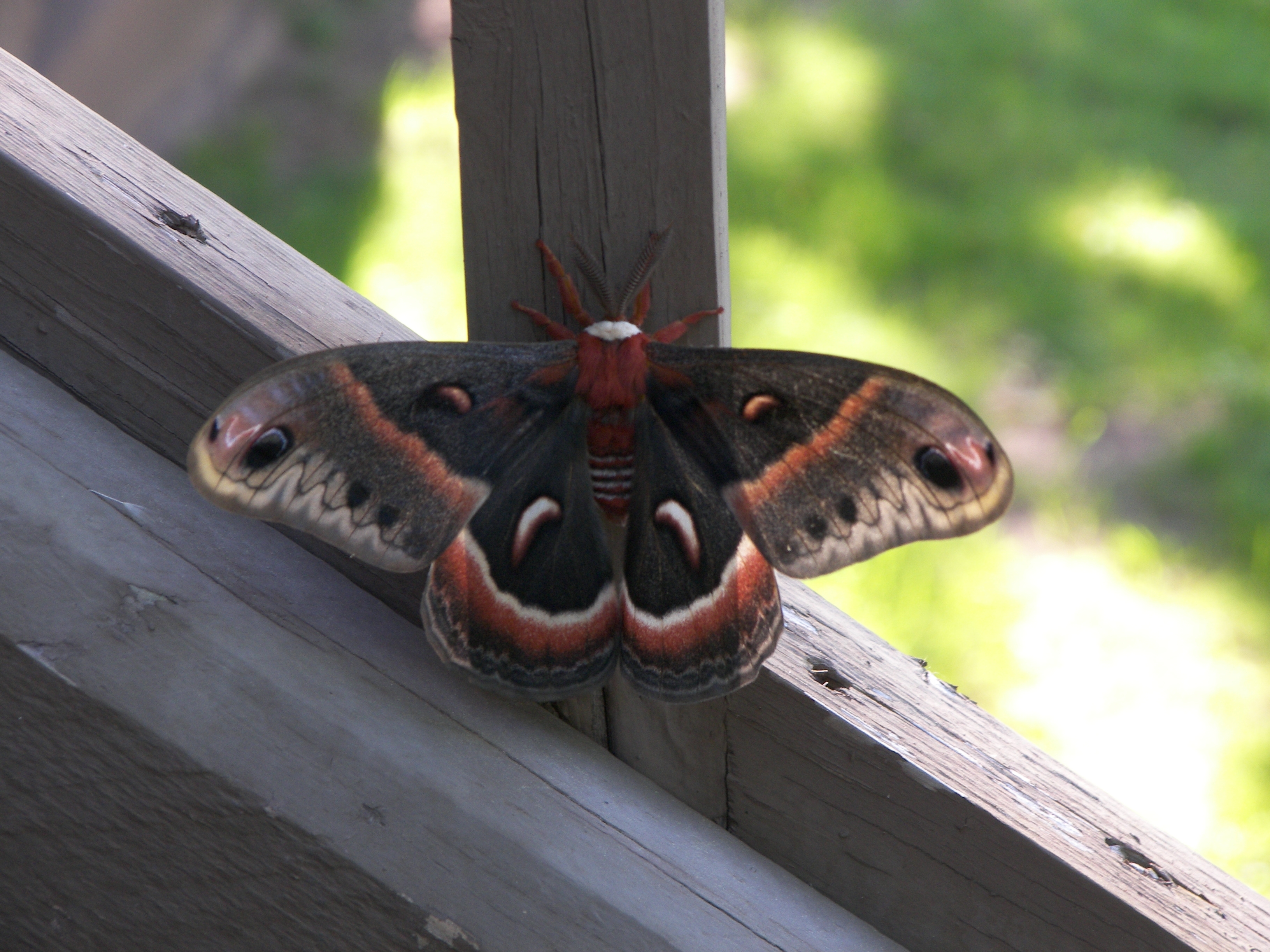 Moths Of Acadia U S National Park Service