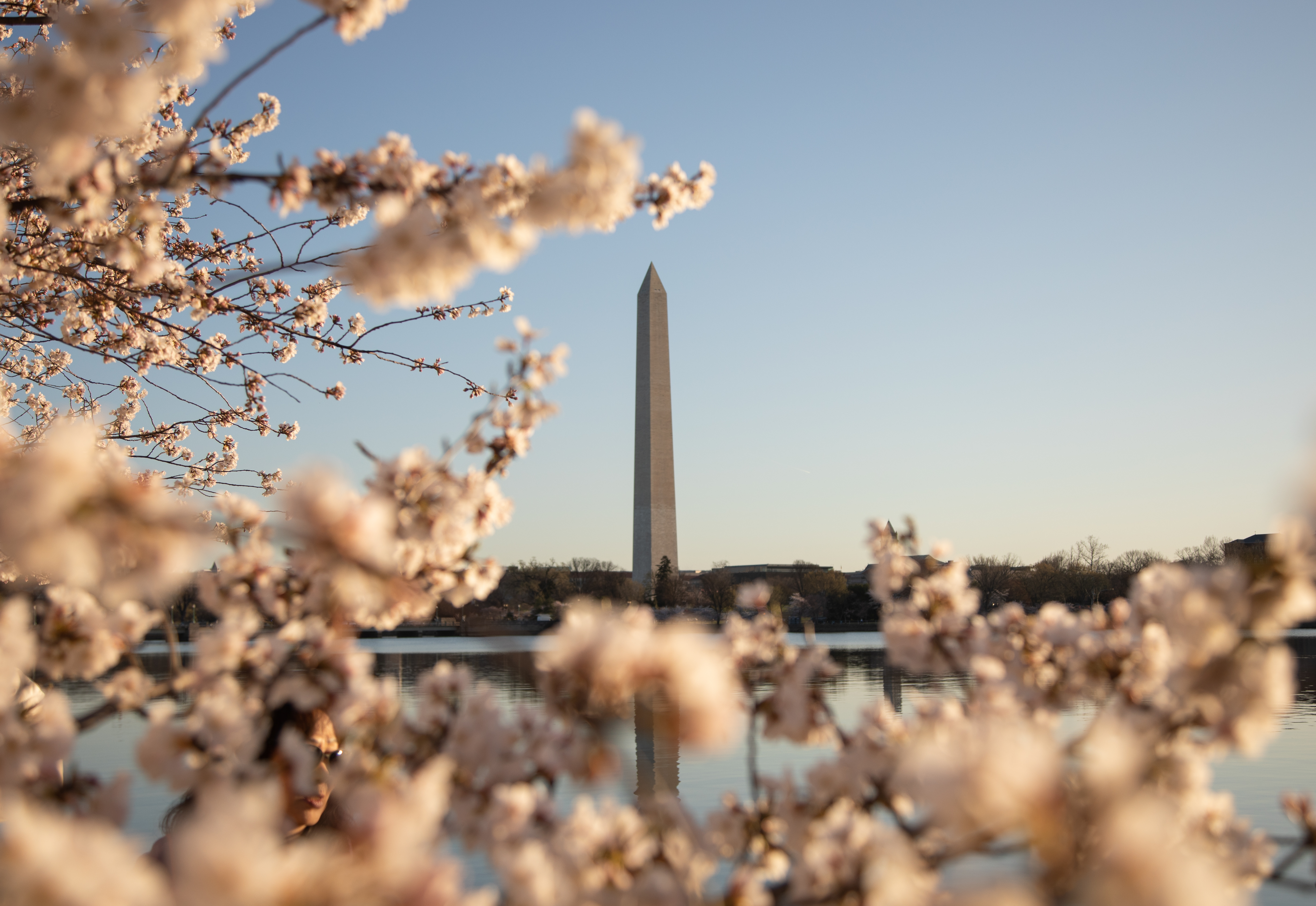  Cherry Blossoms: The Official Book of the National