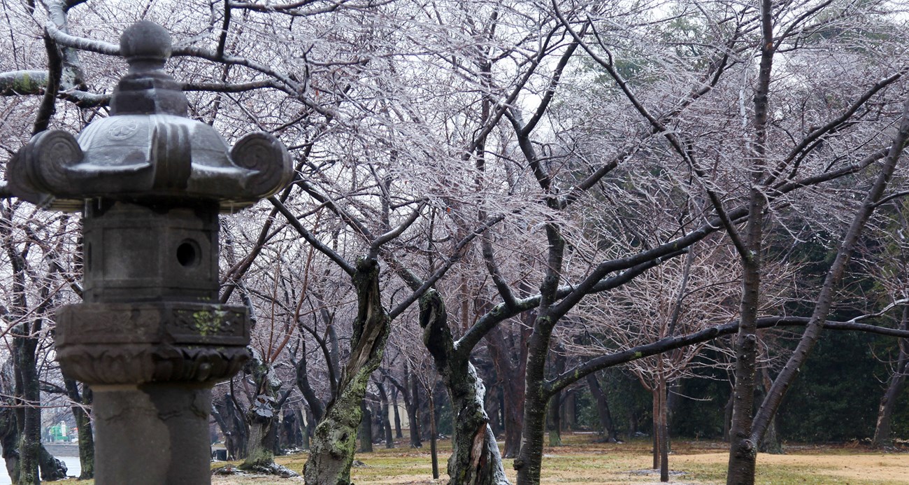 Historical urban cherry tree forest A Japanese stone lantern stand inside an urban forest of Japanese cherry trees
