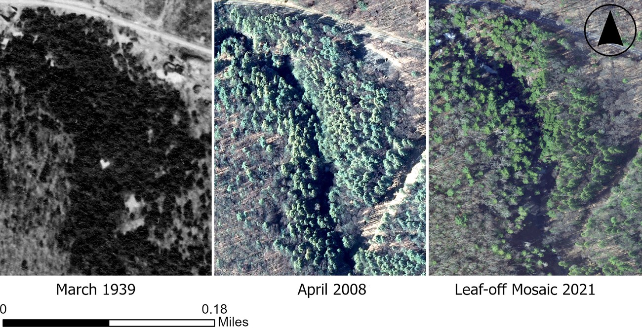 Thinning hemlock forest Three satellite images of the same patch of forest beneath a road. From left to right, they are from 1939, 2008, and 2021. The hemlock stand grows noticeably less dense between 2008 and 2021.