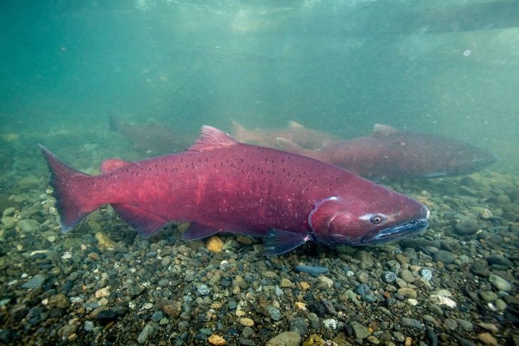 Chinook salmon Red-hued fish with dark sots swimming in water above a gravel surface