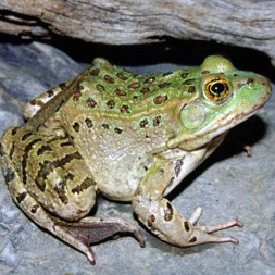 A small green frog with multiple shades of green skin covered by brown spots and stripes on a rock.