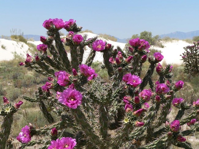 Cane Cholla Branching cactus with magenta flowers