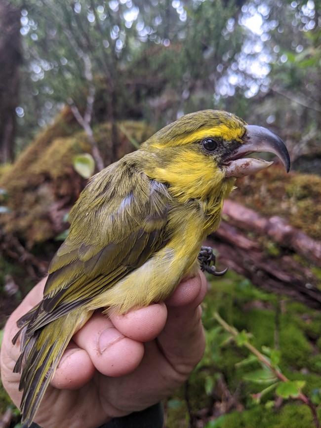 A kiwikiu, a Hawaiian honeycreeper with a large, curved beak and vibrant green-yellow plumage, rests on someone's hand.