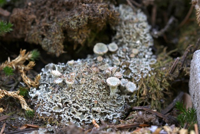 Cladonia, a species of lichen, has small stems