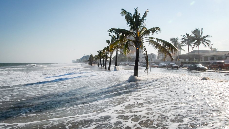 coastal beach with palm trees