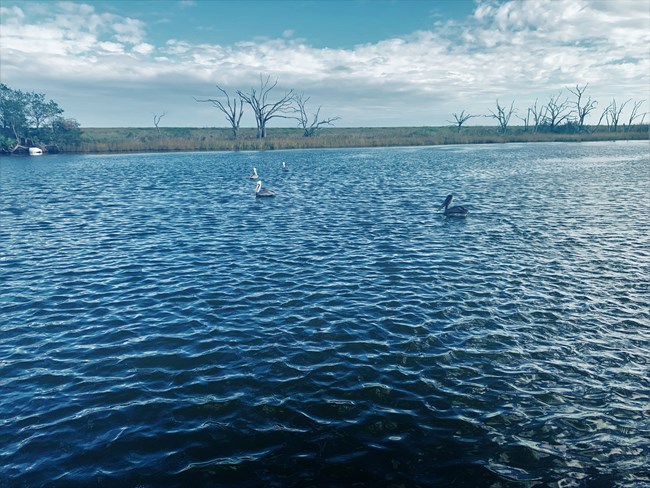 Four pelicans float in wide blue river bordered by bayou marshland