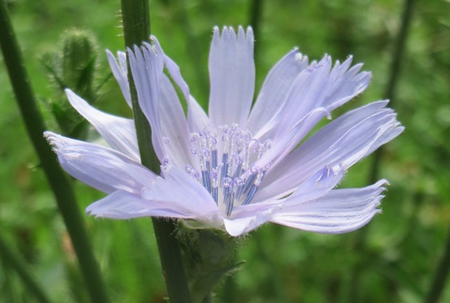 Detail, chicory flower (Cichorium intybus). Photo by Hockenheim 2016. A pale blue chicory flower against a leafy green backdrop.
