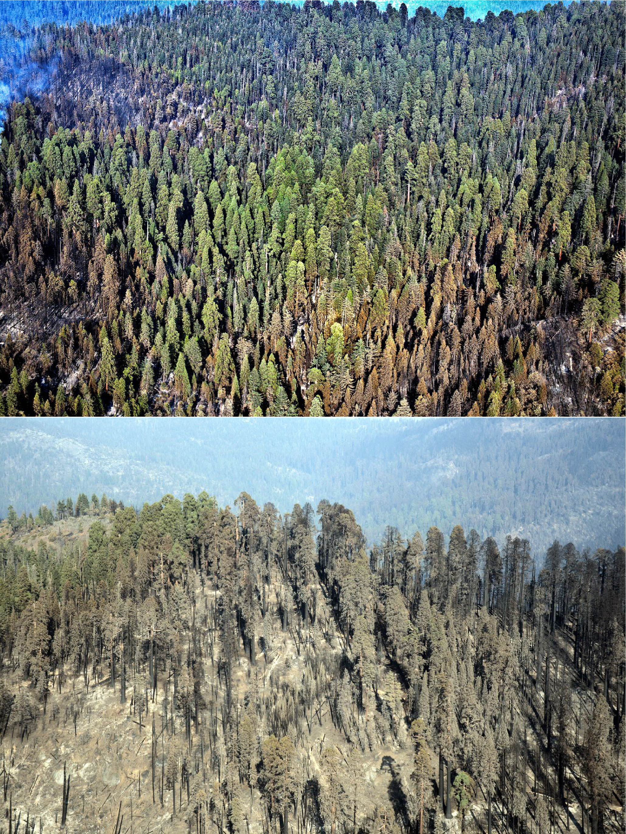 before and after a forest fire