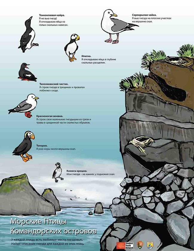 Commanders Nesting Seabirds_Ram Papish_web A poster showing seabirds and their habitats.
