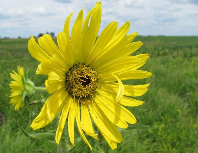 Compass Plant Two yellow flowers in a bright green grassy field