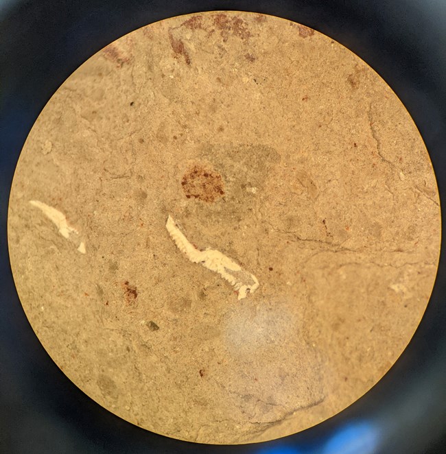photo of small fossil bones in rock