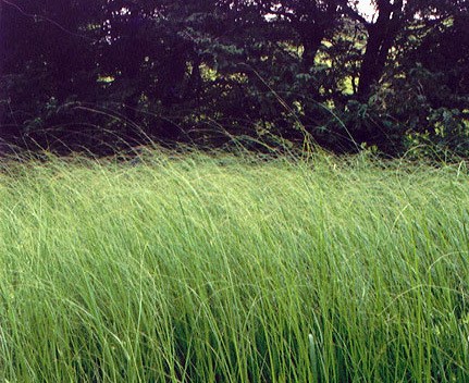 Prairie Cordgrass Field of tall grass with woods in background
